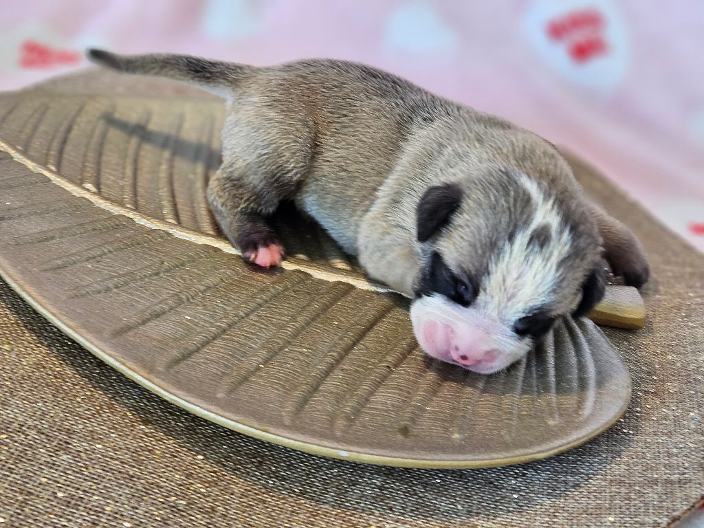 de Peyriac de Mer - Chiot disponible  - Bulldog continental