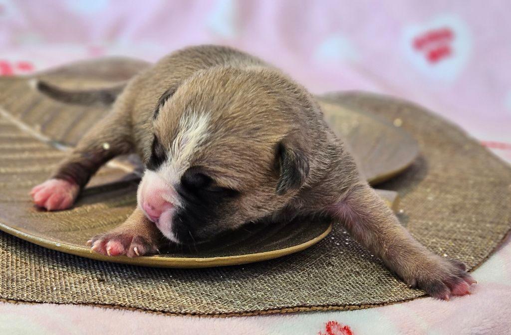 de Peyriac de Mer - Chiot disponible  - Bulldog continental