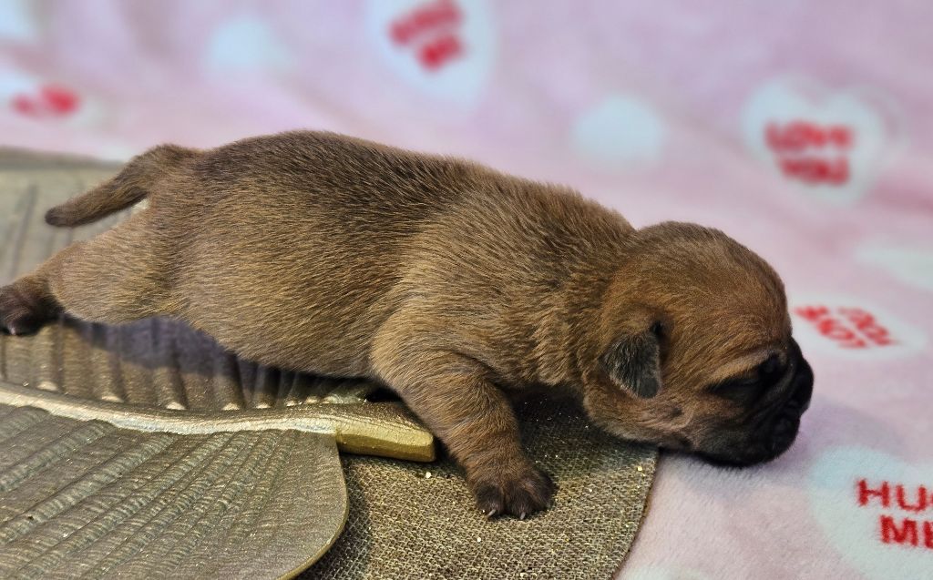 de Peyriac de Mer - Chiot disponible  - Bulldog continental