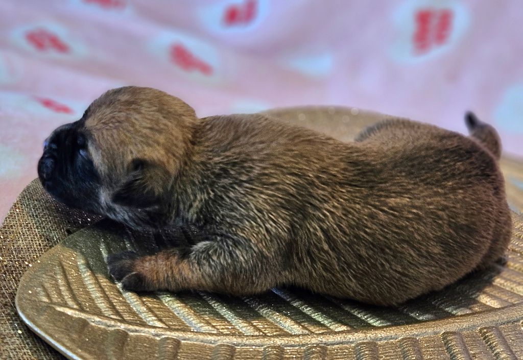 de Peyriac de Mer - Chiot disponible  - Bulldog continental