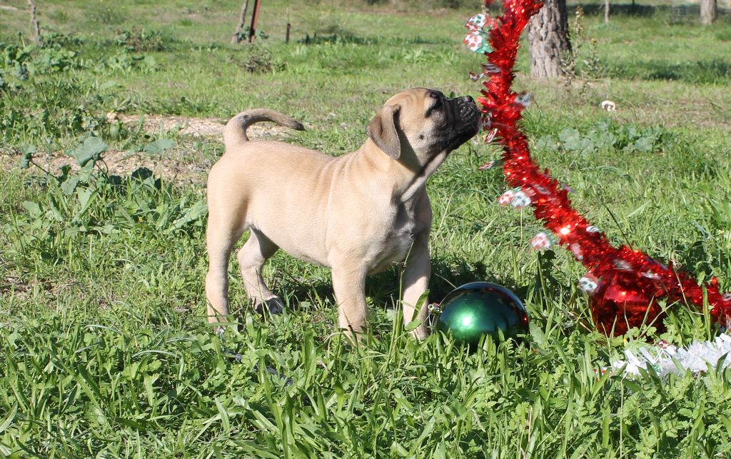 de Peyriac de Mer - Chiot disponible  - Bulldog continental