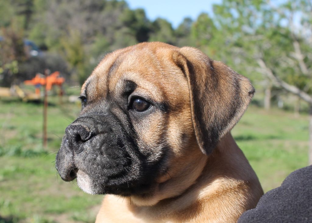 de Peyriac de Mer - Chiot disponible  - Bulldog continental