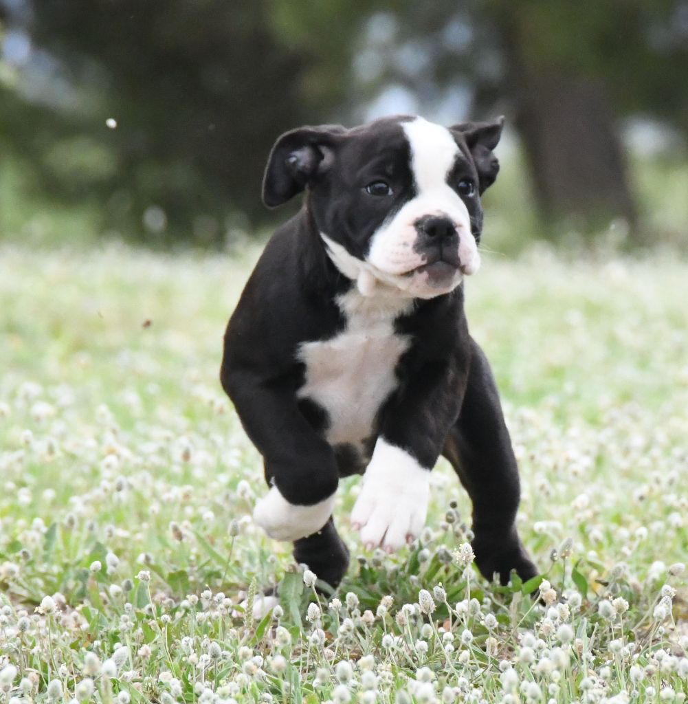 de Peyriac de Mer - Chiot disponible  - Bulldog continental