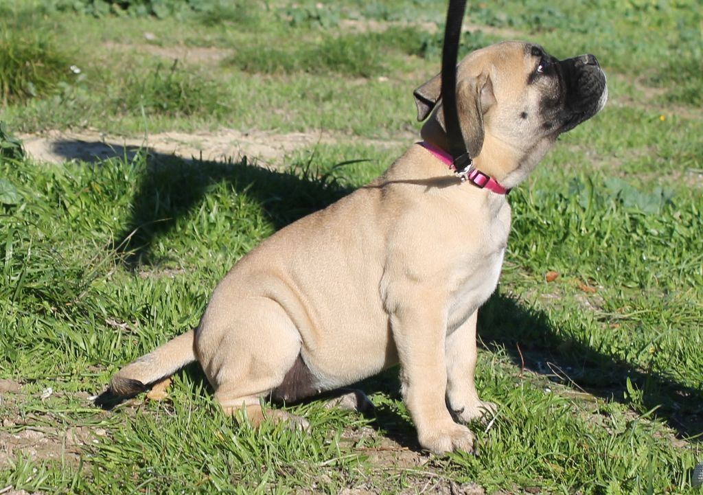 de Peyriac de Mer - Chiot disponible  - Bulldog continental