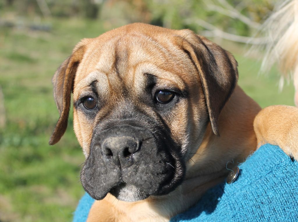 de Peyriac de Mer - Chiot disponible  - Bulldog continental