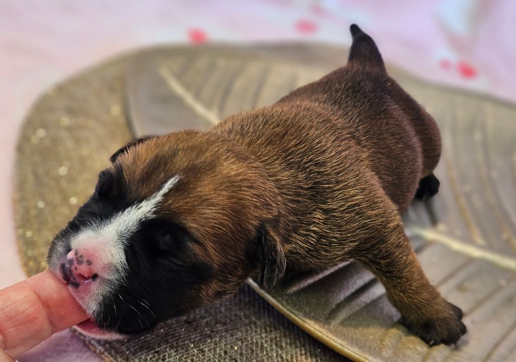 de Peyriac de Mer - Chiot disponible  - Bulldog continental