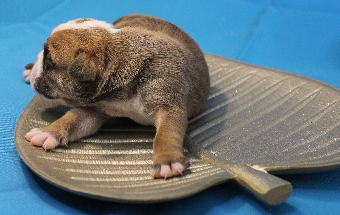 de Peyriac de Mer - Chiots disponibles - Bulldog continental