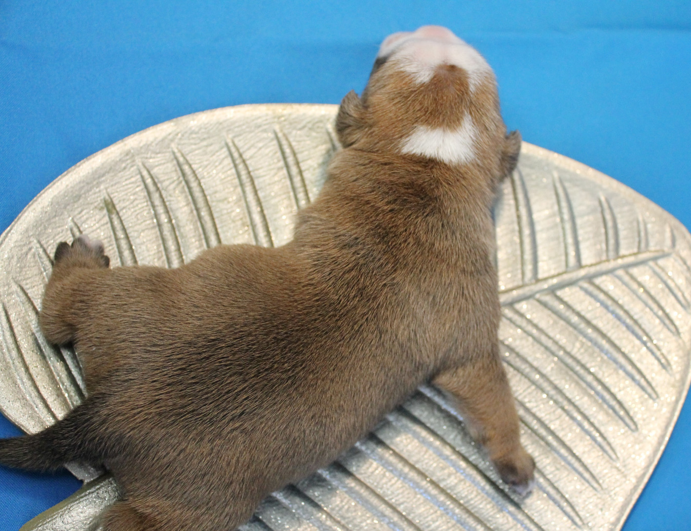 de Peyriac de Mer - Chiots disponibles - Bulldog continental