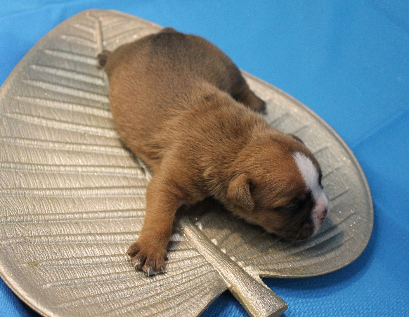 de Peyriac de Mer - Chiots disponibles - Bulldog continental