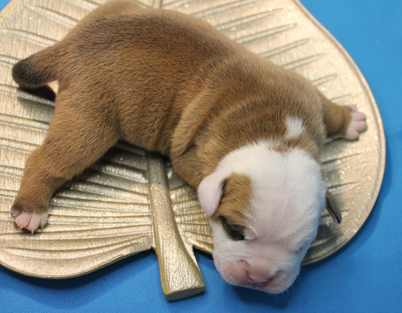 de Peyriac de Mer - Chiots disponibles - Bulldog continental