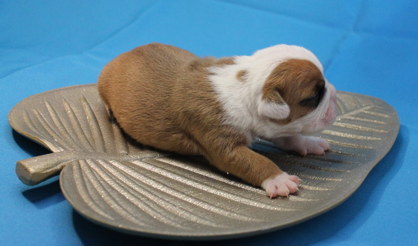 de Peyriac de Mer - Chiots disponibles - Bulldog continental
