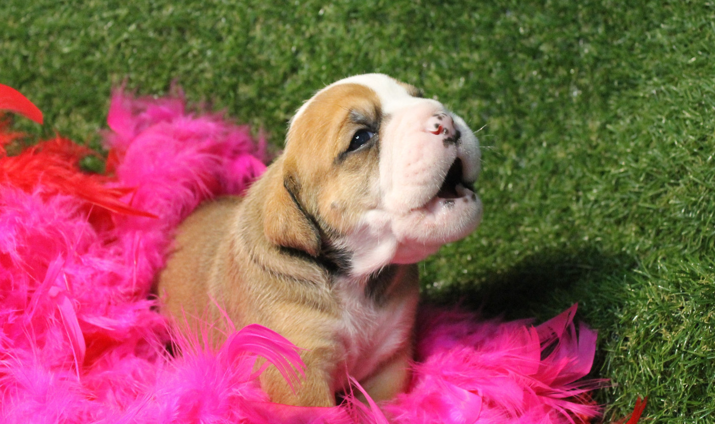 de Peyriac de Mer - Chiots disponibles - Bulldog continental