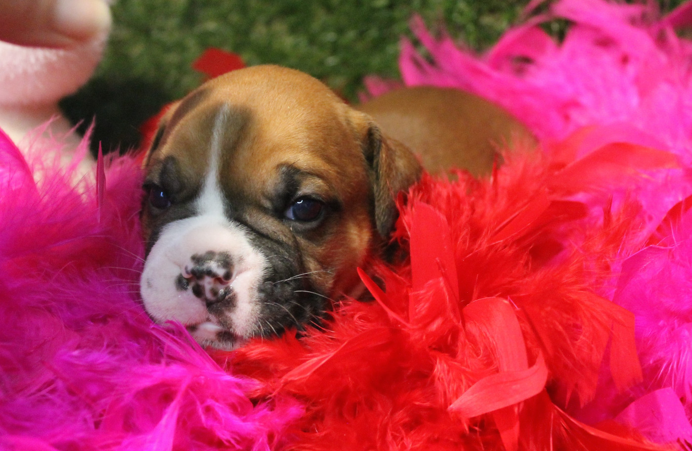 de Peyriac de Mer - Chiots disponibles - Bulldog continental