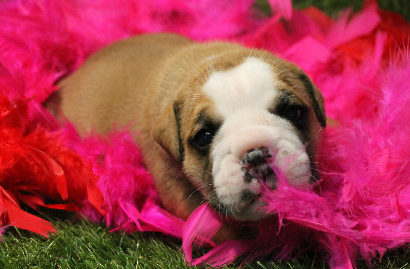 de Peyriac de Mer - Chiots disponibles - Bulldog continental