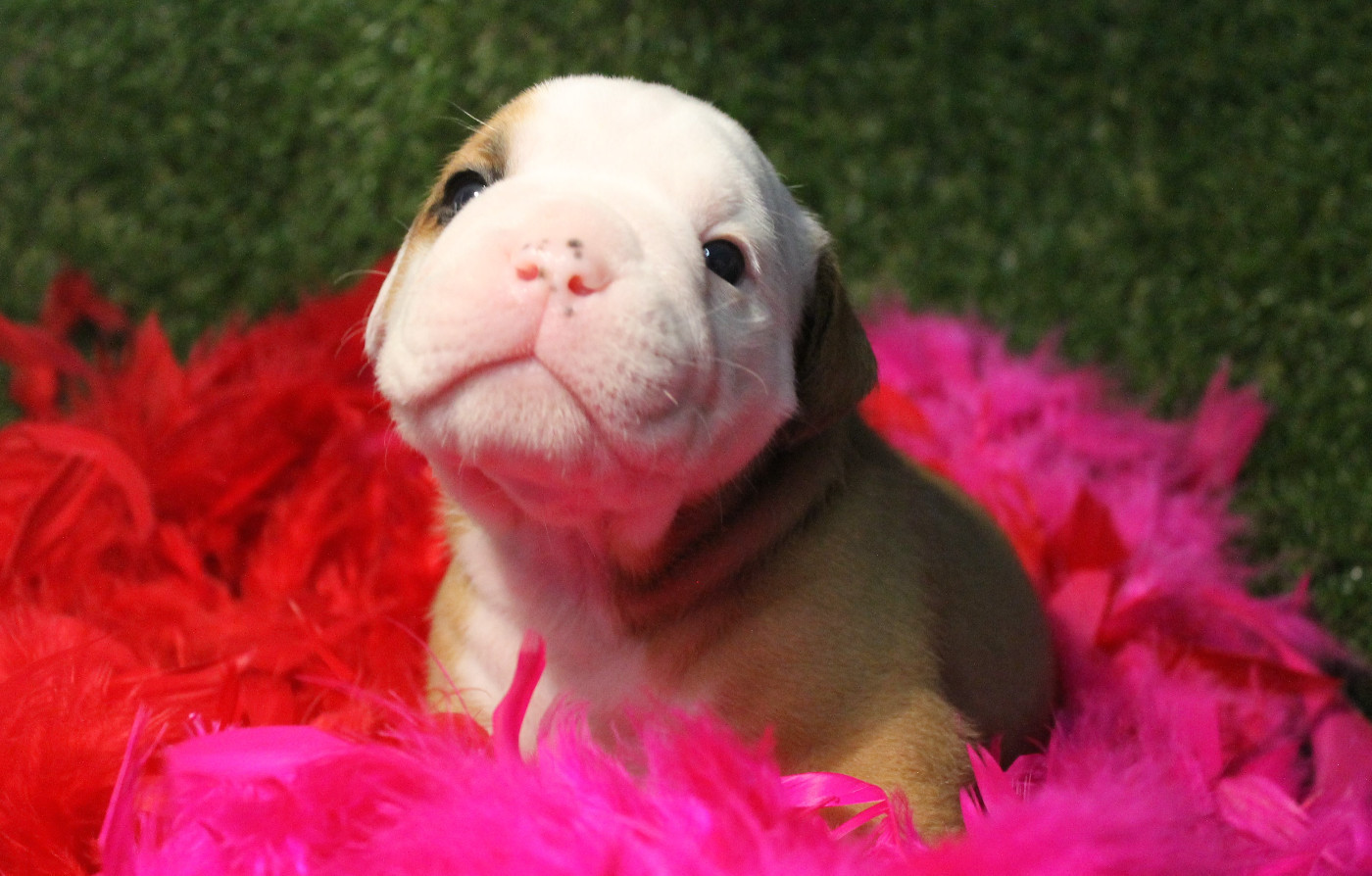 de Peyriac de Mer - Chiots disponibles - Bulldog continental