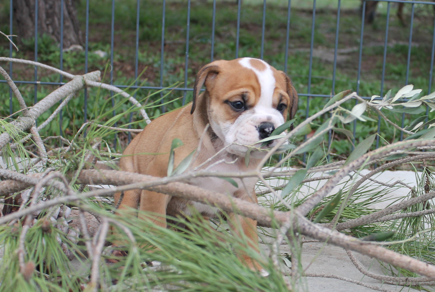 de Peyriac de Mer - Chiots disponibles - Bulldog continental