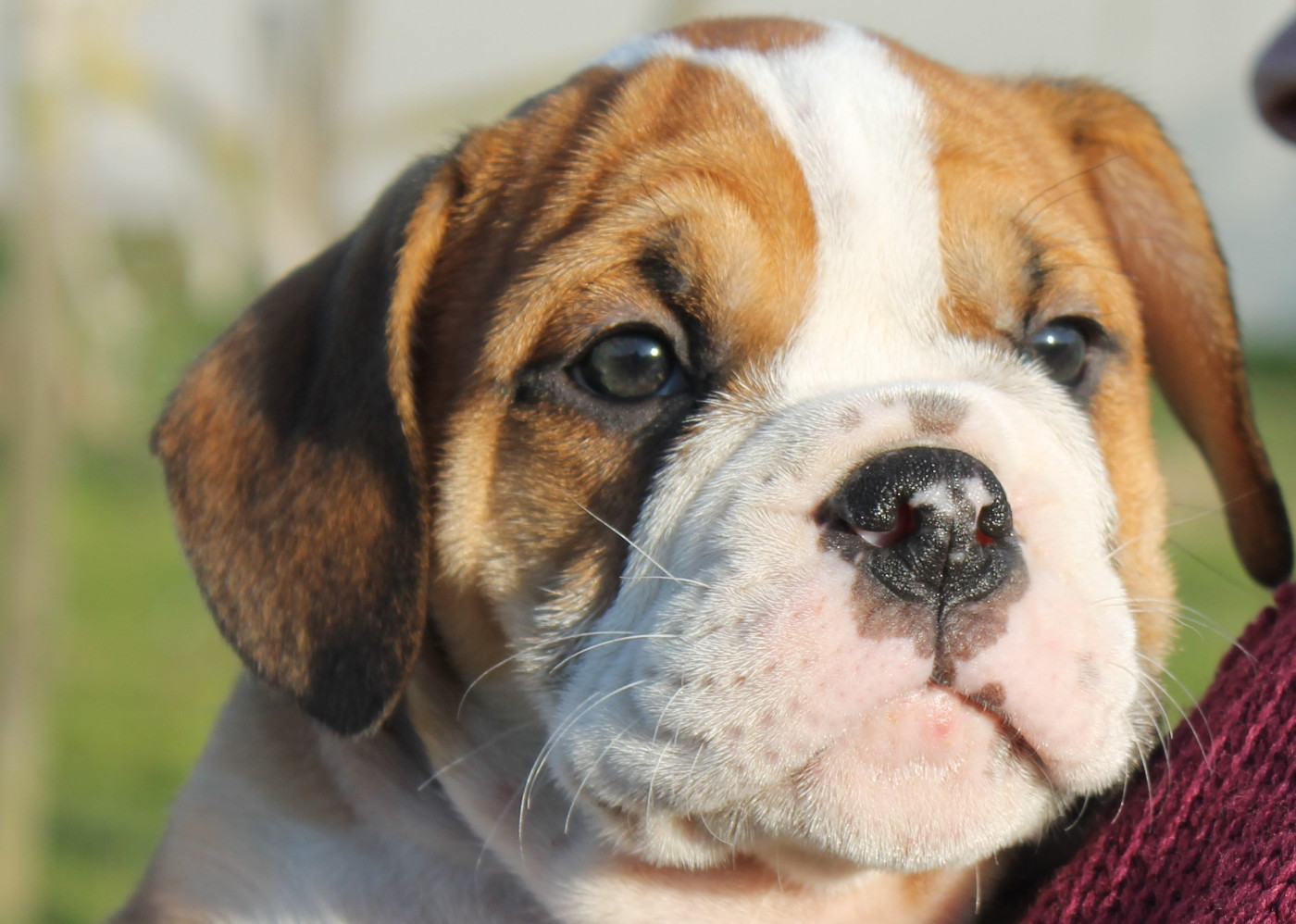 de Peyriac de Mer - Chiots disponibles - Bulldog continental
