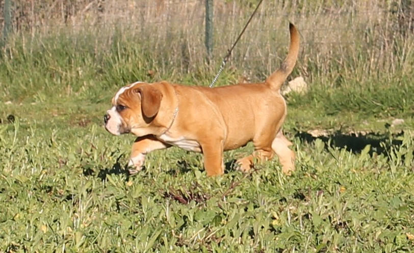 de Peyriac de Mer - Chiots disponibles - Bulldog continental