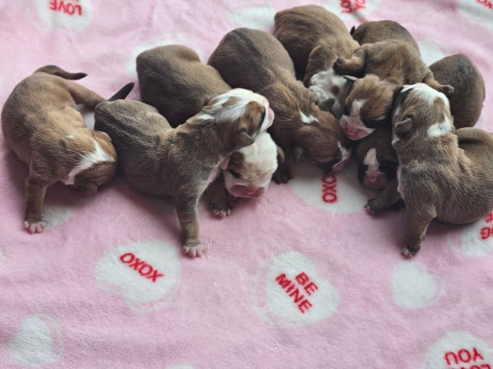 Chiot Bulldog continental de Peyriac de Mer